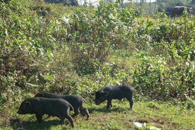 Full Day Private Trekking in Sapa Hmong - FAQ