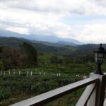 Full Day Sabah Tea Plantation & WWII Memorial - Authentic Experiences and Review Insights