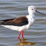 Full Day Safari at Bundala With Picnic Lunch from Hambantota Harbor - Practical Tips for the Safari