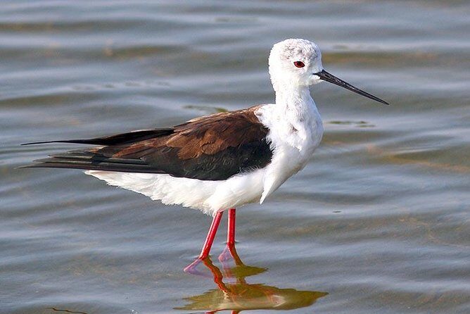 Full Day Safari at Bundala With Picnic Lunch from Hambantota Harbor - Practical Tips for the Safari
