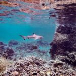 Full Day Snorkeling in Perhentian Island - Practical Tips for Your Snorkeling Day