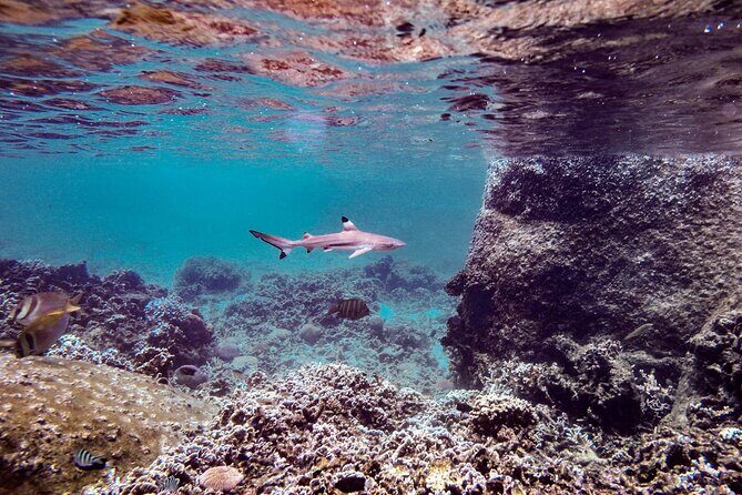 Full Day Snorkeling in Perhentian Island - Practical Tips for Your Snorkeling Day