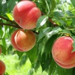 Full Day Tour in Mount Fuji and Oishi Park with Fruit Picking - Who Should Consider This Tour?