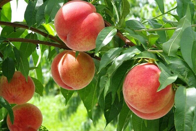 Full Day Tour in Mount Fuji and Oishi Park with Fruit Picking - Who Should Consider This Tour?