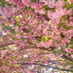 Full Day Tour Jeonju Hanok Village, Wansan Park and Gakwonsa - A Deep Dive into the Itinerary