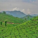 Full Day Tour Of Munnar With Lunch - Exploring the Itinerary in Detail