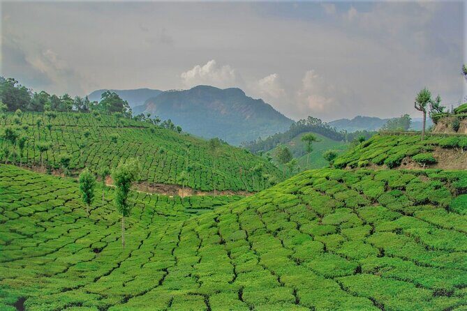 Full Day Tour Of Munnar With Lunch - Exploring the Itinerary in Detail