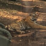 Full-Day Tour of Ranthambore from Jaipur - An In-Depth Look at the Tour Experience