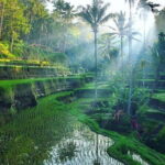 Full Day Ubud Tour Visit Waterfall, Monkey Forest, Rice Terrace - Analyzing the Value