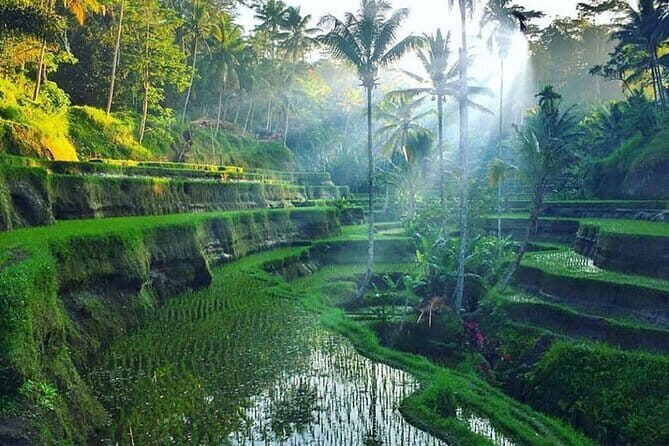 Full Day Ubud Tour Visit Waterfall, Monkey Forest, Rice Terrace - Analyzing the Value