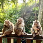 Full day ubud trip Bali Rafting and Ubud Tour - Final Thoughts
