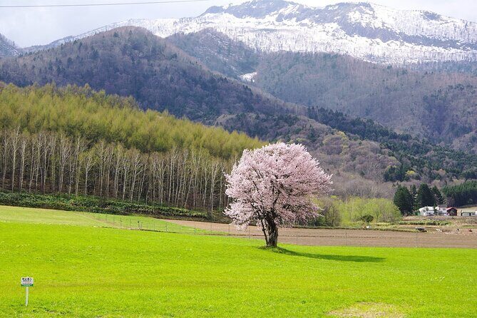 Furano Private Customizable Half Day Tour - Key Points