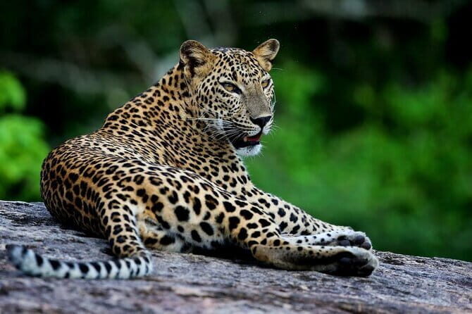Galle/Mirissa/Tangalle: Transfer to Ella & Yala/Udawalawa Safari - Detailed Itinerary and What to Expect