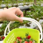 Genting Highlands En-route Batu Caves & Strawberry Farm Day Tour with Authentic Indian Lunch Private & Guided - The Value of This Tour