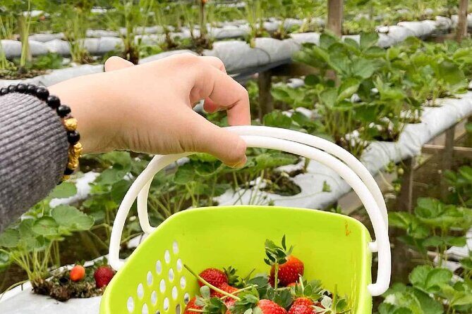 Genting Highlands En-route Batu Caves & Strawberry Farm Day Tour with Authentic Indian Lunch Private & Guided - The Value of This Tour