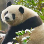 Giant Pandas and Leisurely Chengdu Private Day tour - Practical Details & Value