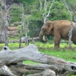 Glamping & Safari - Wilpattu National Park 1 night 2 days - What Makes This Tour Stand Out?