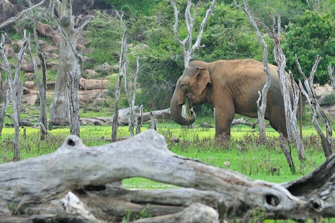 Glamping & Safari - Wilpattu National Park 1 night 2 days - What Makes This Tour Stand Out?
