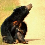 Glamping & Safari - Wilpattu National Park - Final Thoughts on the Wilpattu Glamping & Safari Tour