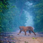 Goa to Jim Corbett: 3-Day Double Safari Wildlife Tour - The Sum Up