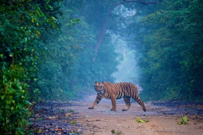 Goa to Jim Corbett: 3-Day Double Safari Wildlife Tour - The Sum Up