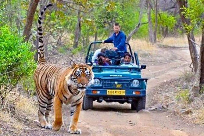 Golden Triangle & Tigers (Delhi-Agra-Jaipur-Ranthambore National Park) - What We Love About This Tour
