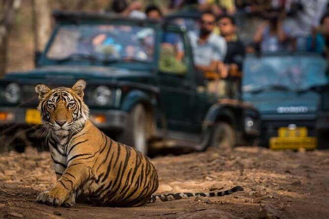 Golden Triangle Tour with Ranthambore (5 Star Hotel) - Analyzing the Value: Is It Worth It?