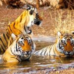 Golden Triangle Tour with Wildlife / Taj & Tiger - Practical Considerations and Value