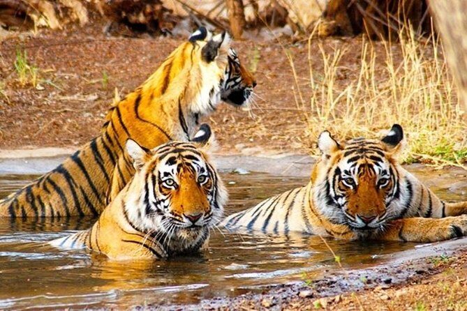 Golden Triangle Tour with Wildlife / Taj & Tiger - Practical Considerations and Value