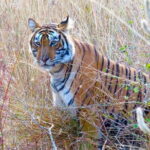 Golden Triangle with Ranthambore & Jhalana Leopard Safari Tour - Who Should Consider This Tour?