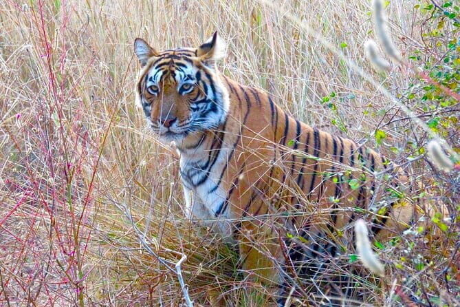 Golden Triangle with Ranthambore & Jhalana Leopard Safari Tour - Who Should Consider This Tour?