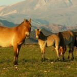 Great Gobi Desert and Ancient Mongolia 12 days - Who Should Consider This Tour?