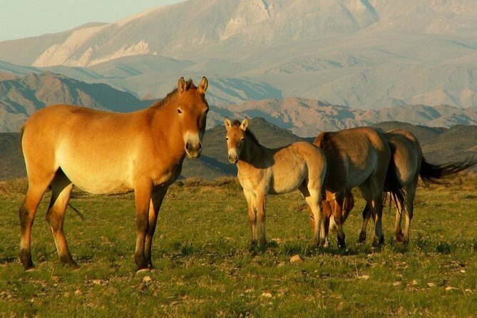 Great Gobi Desert and Ancient Mongolia 12 days - Who Should Consider This Tour?