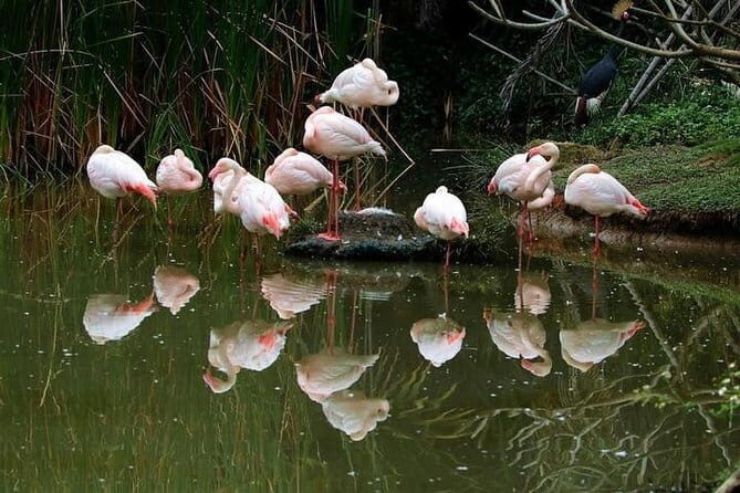 Guangzhou Private Day Tour to Chimelong Safari Park - Transport and Comfort