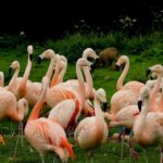 Guaranteed Departures: Vinpearl Safari & Countryside Pepper Farm - Overall Value and Who its For