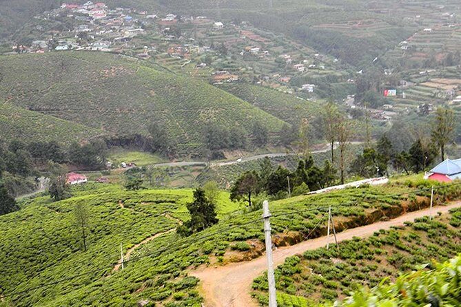 Guided Hike to Single Tree Hills from Nuwara Eliya - Summary: Who Will Love This Experience?