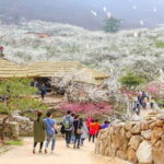 Gwangyang Maewha Flower and Jeonju Hanok Village Tour from Seoul - In Summary