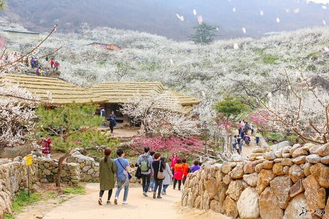 Gwangyang Maewha Flower and Jeonju Hanok Village Tour from Seoul - In Summary