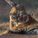Gypsy Safari : Foreign National -Ranthambore Tiger Reserve - What You Can Expect from This Safari