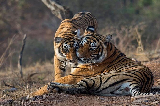 Gypsy Safari : Foreign National -Ranthambore Tiger Reserve - What You Can Expect from This Safari