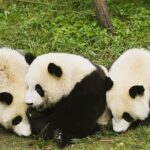 Half Day Chengdu Private Panda Tour - Who Will Love This Tour?