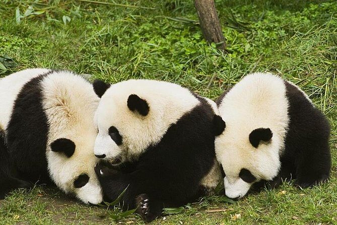 Half Day Chengdu Private Panda Tour - Who Will Love This Tour?