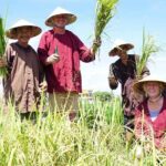 Half-day Farming life with wet rice from Hoi An - Why This Tour Offers Great Value