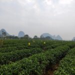 Half-Day Guilin City Tour: Elephant Hill Park and Tea Plantation - Real Traveler Insights