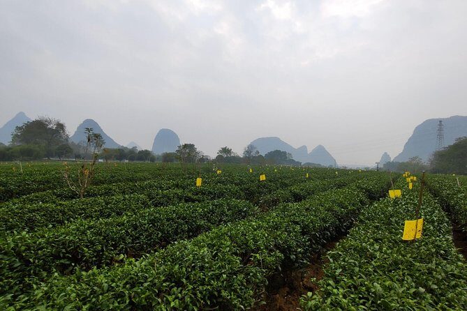 Half-Day Guilin City Tour: Elephant Hill Park and Tea Plantation - Real Traveler Insights