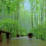 Half-Day Hangzhou Nature Explore with Green Tea Village and Yunxi Bamboo Forest - Practical Details: What You Need to Know