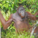 Half day Koran river tour - Sabangau national park - Why This Tour Is Worth Considering