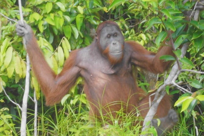 Half day Koran river tour - Sabangau national park - Why This Tour Is Worth Considering