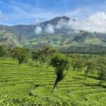 Half Day - Malang Tea Plantation & Bee Farm Visit - Exploring Malang’s Natural and Cultural Sides in Half a Day