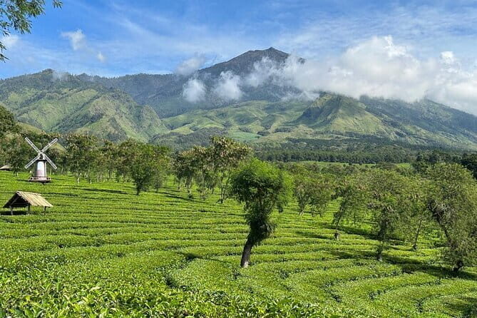 Half Day - Malang Tea Plantation & Bee Farm Visit - Exploring Malang’s Natural and Cultural Sides in Half a Day